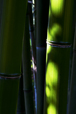 Bamboo